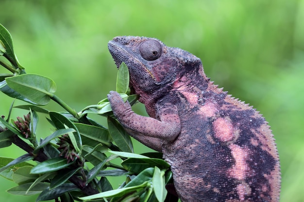 Bezpłatne zdjęcie kobieta kameleon pantera wspina się na gałęzi kameleon pantera na gałęzi zbliżenie kameleon pantera