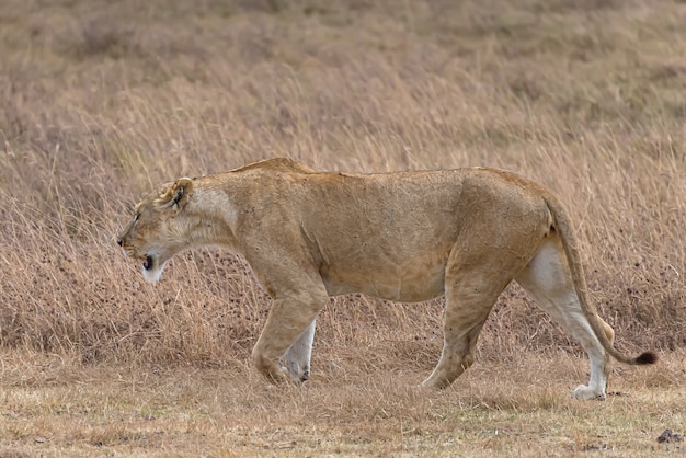 Kobieta lew chodzenie po trawiastym polu w ciągu dnia