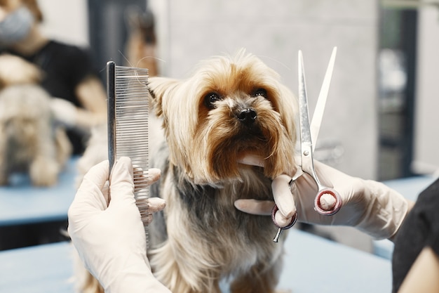 Kobieta strzyże psa. Pies siedzi na kanapie. Rasa Yorkshire Terrier.