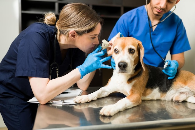 Kobieta weterynarz za pomocą otoskopu bada ucho pięknego psa rasy beagle. Chory słodki zwierzak siedzący przy stole do badań w klinice dla zwierząt