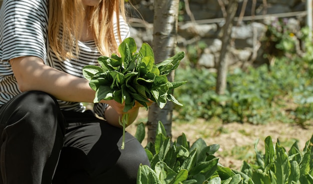 Kobieta zbiera liście sałaty w ogrodzie warzywnym.