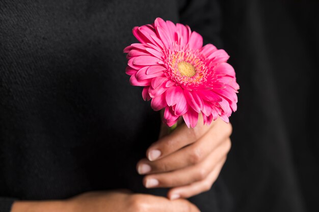 Kobiety mienia różowy gerbera kwiat w rękach