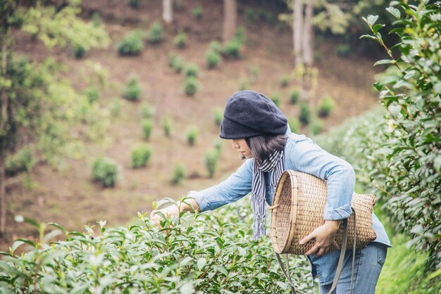 Kobiety żniwa, wyboru świeża zielona herbata / opuszcza przy wysokiej ziemi herbaty polem w Chiang Mai Tajlandia