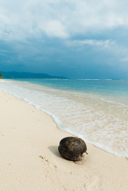 Kokos na plaży