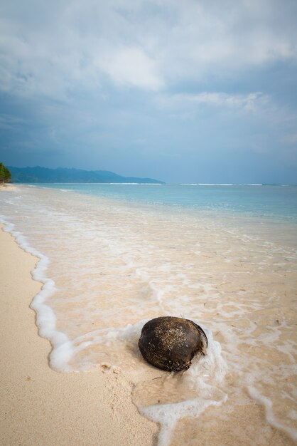 Kokos na plaży