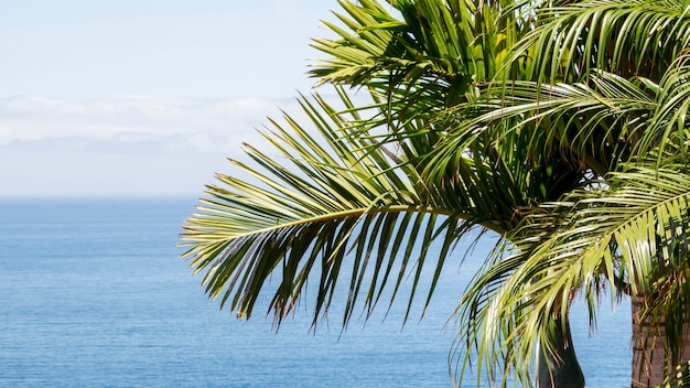 Kokosowe drzewo nad morzem