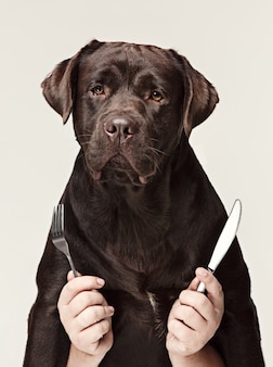 Kolaż z czekoladowym labradorem i męskimi dłońmi. pies trzyma widelec i łyżkę do jedzenia na białym tle. emocje koncepcji zwierząt