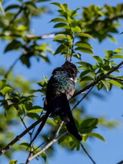 Koliber odpoczywający na gałęzi drzewa jabuticaba podczas opalania, fantastyczny, doskonały ptak.