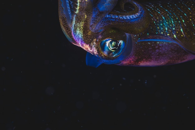 Kolorowa kałamarnica Pływanie w ciemności