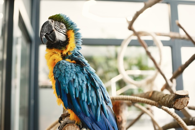 Kolorowa papuga na gałęzi. Papuga niebiesko-żółta i czarna. Piękna papuga.