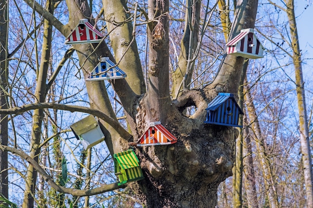Bezpłatne zdjęcie kolorowe budki dla ptaków na gołych gałęziach drzewa