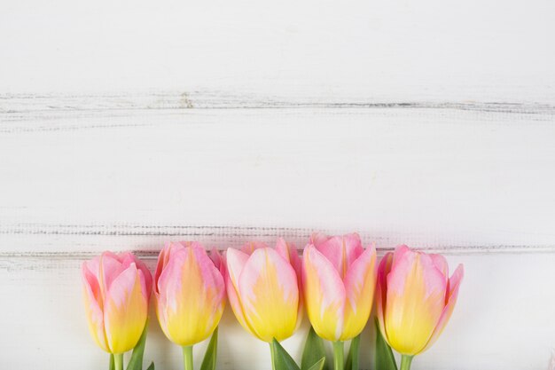 Kolorowe kwiaty tulipana