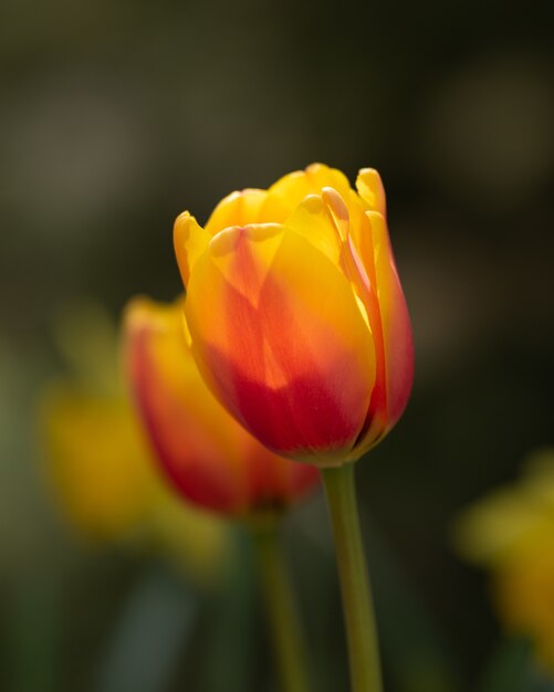 Kolorowe kwiaty tulipanów w polu