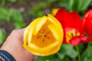 Bezpłatne zdjęcie kolorowe kwiaty tulipanów z holandii holandia