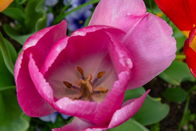 Bezpłatne zdjęcie kolorowe kwiaty tulipanów z holandii holandia