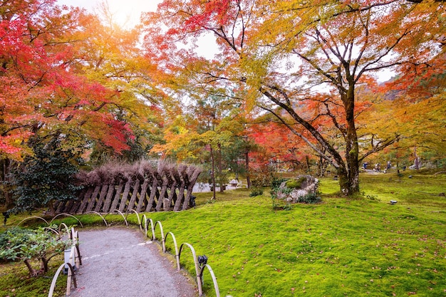 Kolorowe liście jesienią. Piękny park w Japonii.
