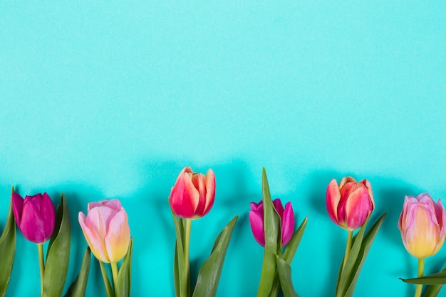 Kolorowe pąki tulipanów w linii