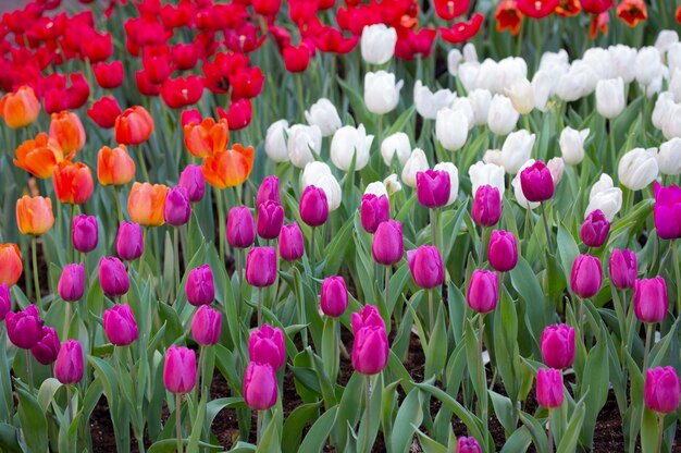 Kolorowe pola tulipanów w ogrodzie