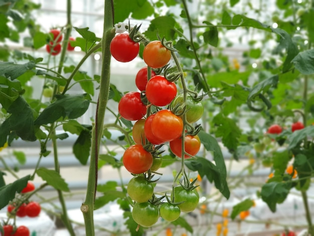 Kolorowe pomidory (warzywa i owoce) rosną w krytej farmie/pionowej farmie.