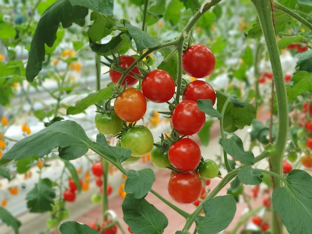 Kolorowe pomidory (warzywa i owoce) rosną w krytej farmie/pionowej farmie.