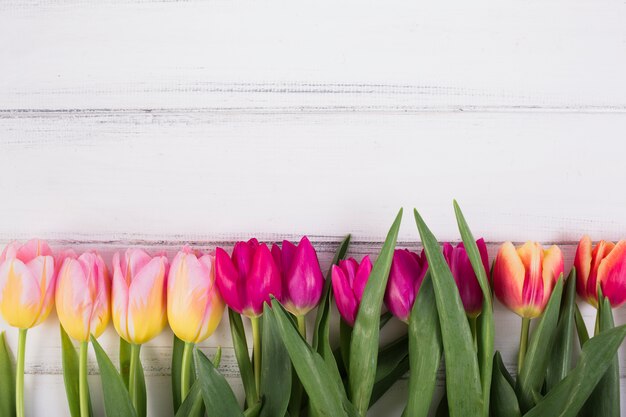 Kolorowe tulipany w rzędzie