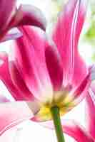 Bezpłatne zdjęcie kolorowe tulipany z bliska przeciw błękitne niebo w ogrodzie kwiatowym keukenhof, lisse, holandia, holandia