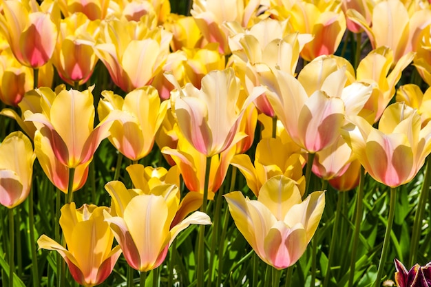 kolorowe tulipany z bliska w ogrodzie kwiatowym Keukenhof, Lisse, Holandia, Holandia