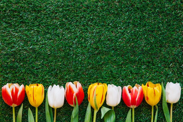 Kolorowi tulipany na zielonej trawie