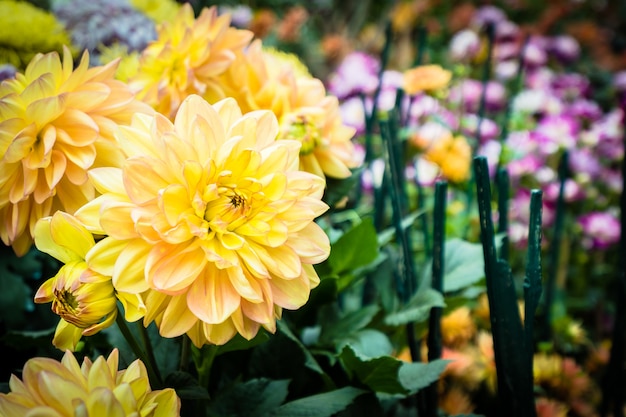 Kolorowy kwiat w ogródzie
