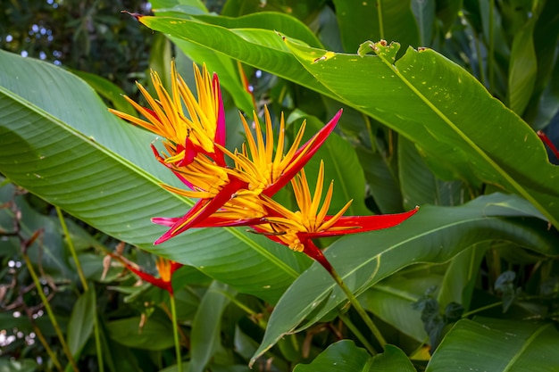 Kolorowy kwiat z dużymi liśćmi