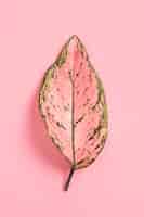 Bezpłatne zdjęcie kolorowy liść na prostym tle
