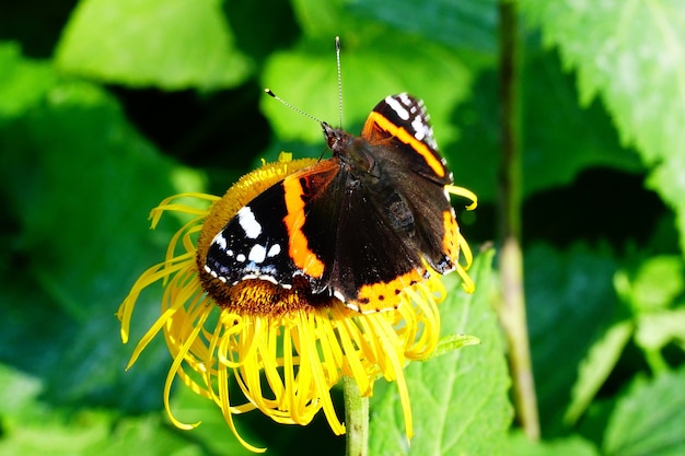 Kolorowy motyl na słoneczniku