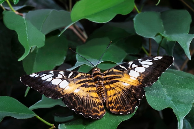 Bezpłatne zdjęcie kolorowy motyl z otwartymi skrzydłami