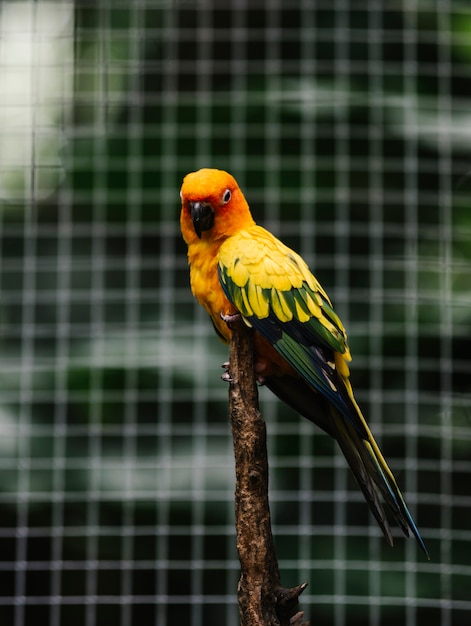 Kolorowy Parakeet Na Gałąź