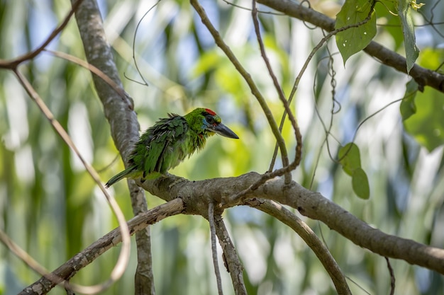 Bezpłatne zdjęcie kolorowy ptak siedzący na gałęzi drzewa