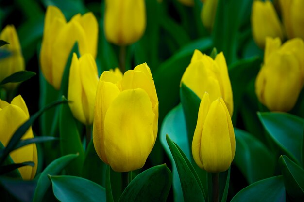 Kolorowych tulipanów łąkowa natura w wiośnie, tulipanowy kwiatu tło