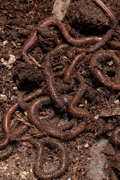 Kompostowa koncepcja martwa natura z dżdżownicami