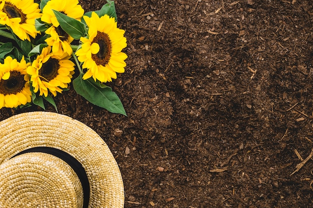 Bezpłatne zdjęcie kompozycja ogrodnicza z słonecznikami, czapką i przestrzenią po prawej