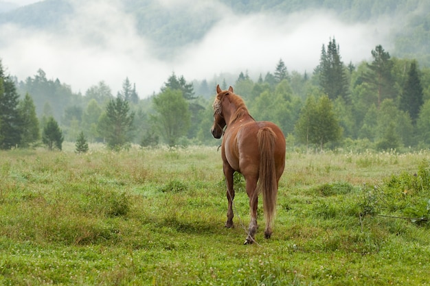 Bezpłatne zdjęcie koń na łące przeciwmgielnej