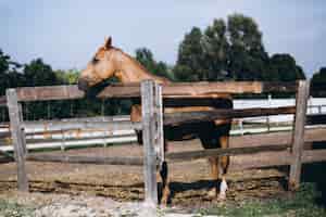 Bezpłatne zdjęcie koń za płotem