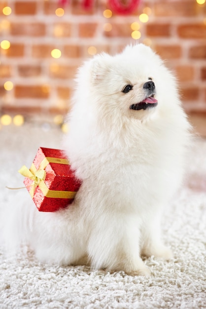 Koncentruje się pies z prezentem świątecznym patrząc w górę
