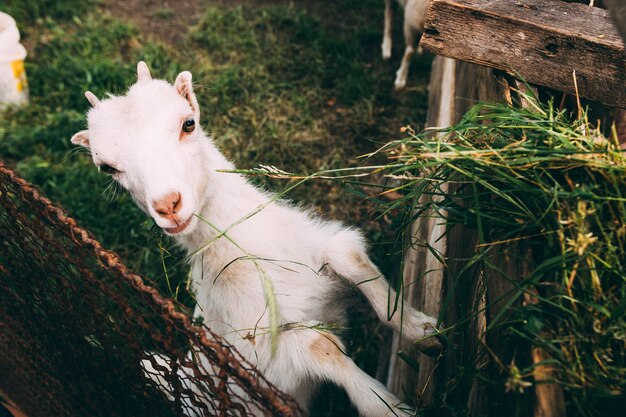 Koncepcja gospodarstwa z cute kozła