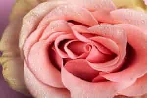 Bezpłatne zdjęcie koncepcja żeńskiego układu rozrodczego z różowym kwiatem