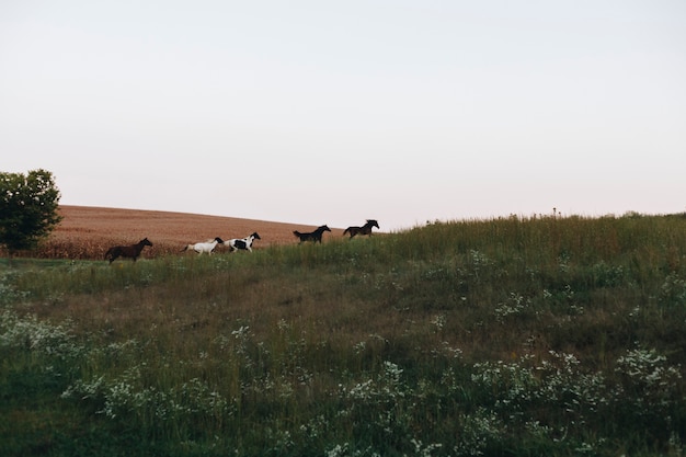 Konie biegną na wzgórzu