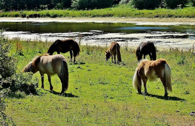 Konie wypasane w dolinie w pobliżu jeziora na terenach wiejskich