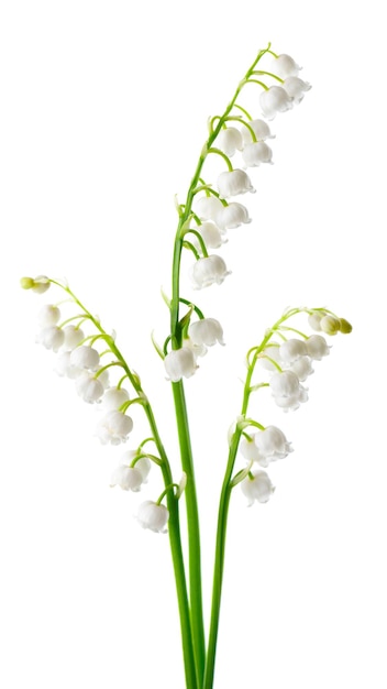 Konwalia Na Białym Tle Convallaria Kwiaty Premium Zdjęcia