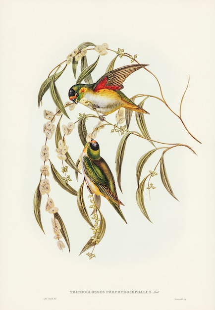 Koronowany loryczka porosty (Trichoglossus Porphyrocephalus) zilustrowany przez Elizabeth Gould