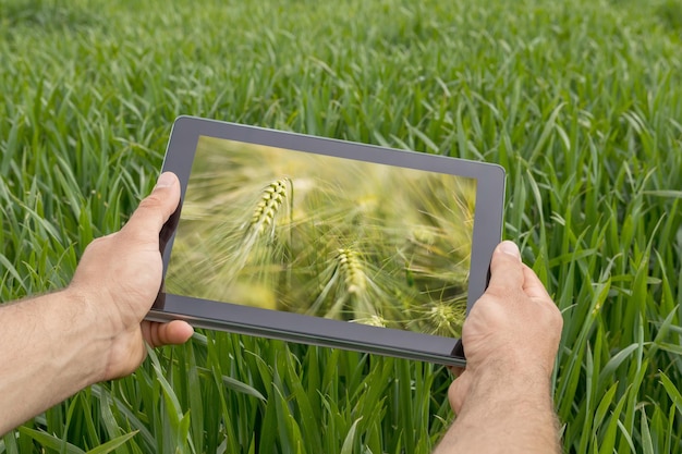 Korzystanie z tabletu na polu pszenicy. nowoczesne rolnictwo. koncepcja przyszłości pszenicy.