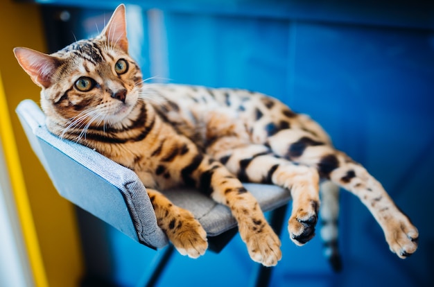 Bezpłatne zdjęcie kot bengalski leży na szarym krześle