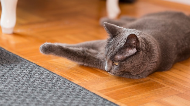 Kot odpoczywa na podłodze domu